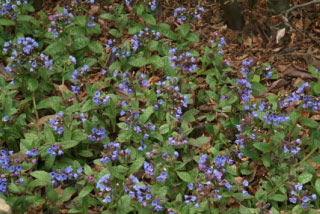 Pulmonaria officinalisBreed longkruid bestellen